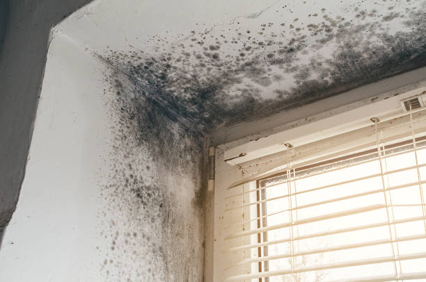 Affordable Mold Remediation solutions in Hume, VA